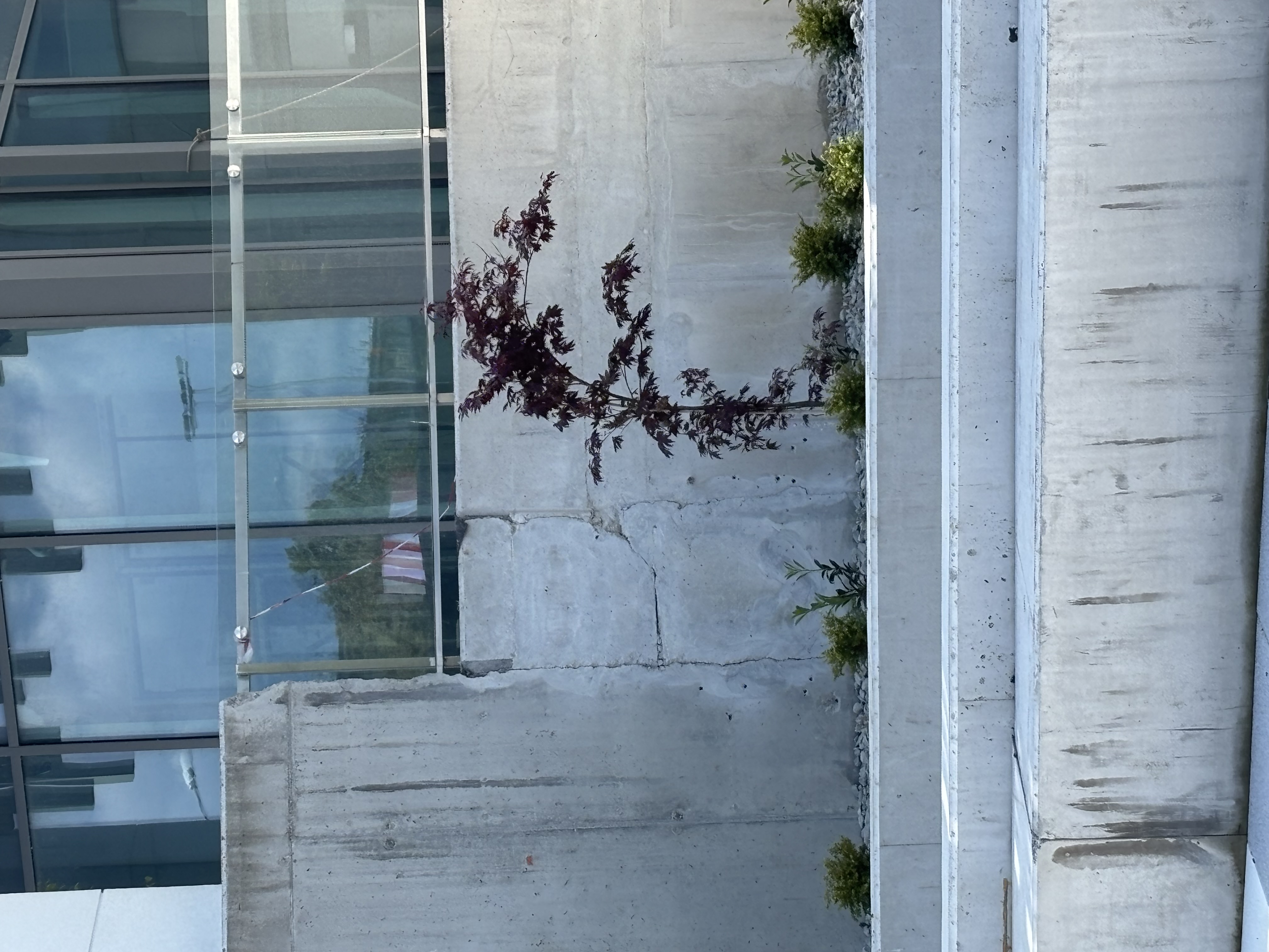 IMG_0339.jpeg